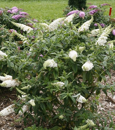 Butterfly Bush Pugster White®